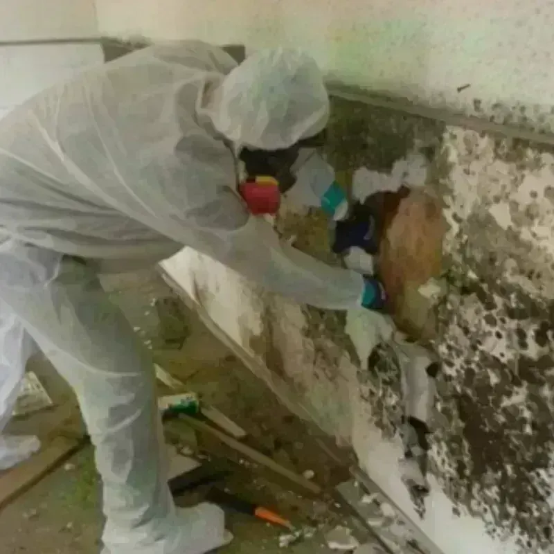 Mold Remediation and Removal in Rincon, GA